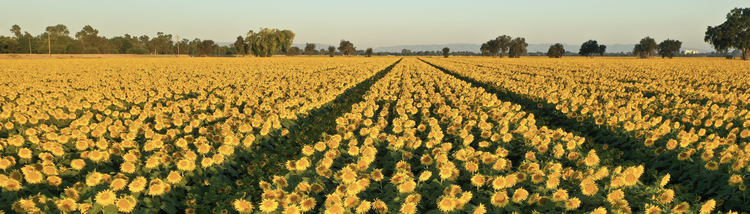 Sunflower field