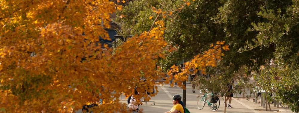 Trees are turning to their autumn color as a student with a bike helmet rides  across campus