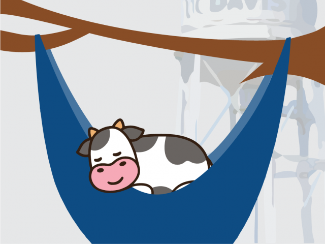 Cows thing power naps are udderly unimportant